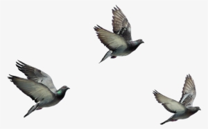 Birds Png Hd - Kalbinde Zerre Kadar Kibir Olan Cennete Giremez