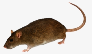 Photo Cameras Transparent Png Sticker - Rat With White Background