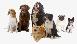 Home - Zealandia Dog Lamb And Vegetables 390g