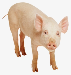 Pig Png Image - Little Book Of Pigs