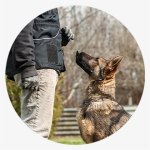 Andys Pet Grooming Daycare Dog Training Studio City - Dog Training