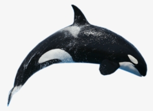 Download - Whale Png