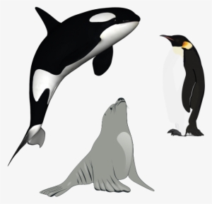 Killer Whale Download Png - Killer Whale Png