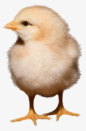 Animal Husbandry - Chick