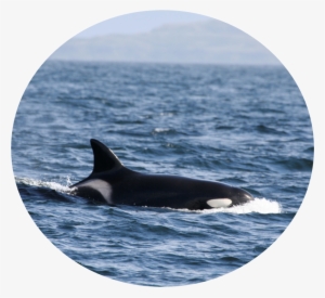 Puffin - Killer Whale