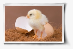 Cage-free Not Free Enough - Chickens