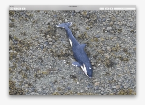 Dead Killer Whale Found Off The North Coast - Whale