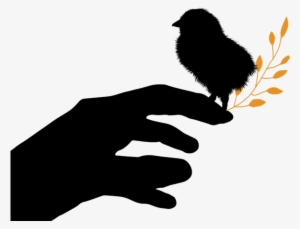 Chick - Injustice Animal Cruelty Birds