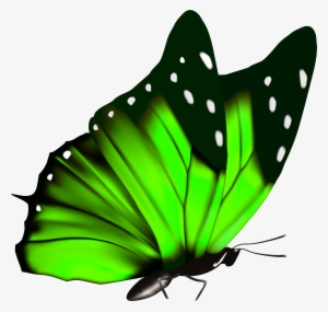 Green Butterfly Png Clipart Image