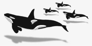 2018 - Orca Illustration Transparent Png