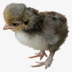Rooster