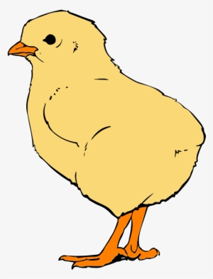 Chicks Closeup - Thumbnail