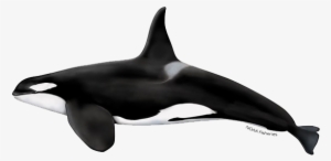 Killer Whale