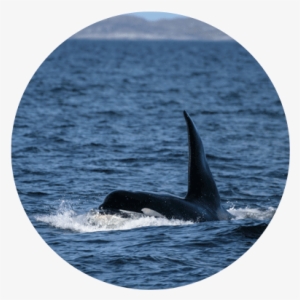 Monitorkw Resproj - Killer Whale Northern Ireland