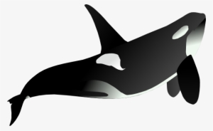 Orca Whale Animal Mammal Sea Black White S - Orcas Blanco Y Negro