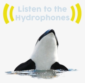 Salish Sea Network - Southern Resident Killer Whales