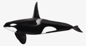Killer Whale