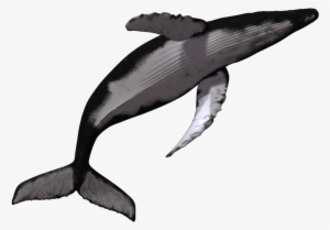 Sperm Killer Transprent Download - Humpback Whale No Background