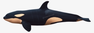 Killer Whales Bull, Cow And Calf - Drawing