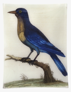 Bluejay Drawing Watercolor Svg Freeuse Library - Albin Eleazar