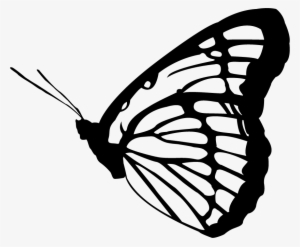 Monarch Butterfly Clipart Png Full Hd - Adult Stage Of Butterfly