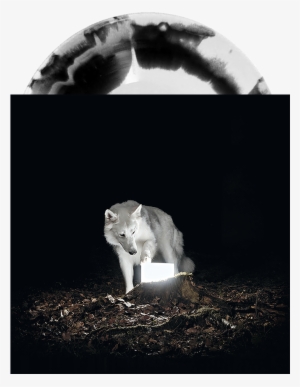 Surveillance - Vanishing Life - Surveillance [cd]