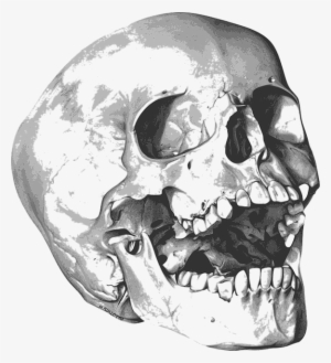Skull Bones Png Photo - 해골 그림
