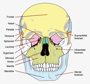 The Bones Of The Skull, Anterior View - Bones Of The Skull