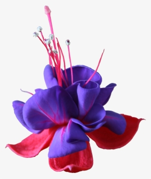 Fuchsia Flower Png
