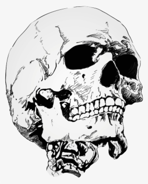 Transparalyze Crown Drawing, Octopus Drawing, Skull - Skull Png Drawing