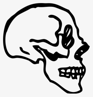 Skull Bone Drawing Human Skeleton - Skull Profile Transparent