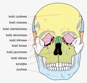 Human Skull Front Bones Pl - Palatine Nasal Vomer Lacrimal Zygomatic