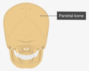 Posterior View Of The Parietal Bone Of The Skull - Superior Nuchal Line ...