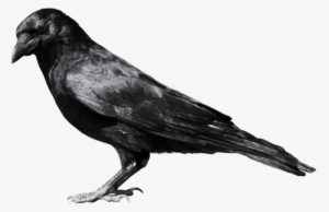 Free Png Crow Png Images Transparent - Crow Png