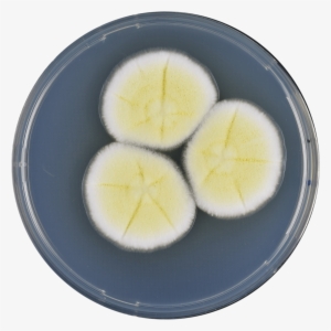 Aspergillus Pseudoterreus Cya - Boiled Egg