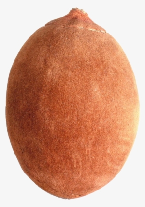 Baobab-fruit - Baobab Fruit