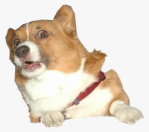 Image Surprised Know Your - Corgi Png