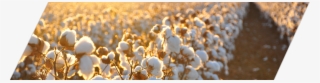 6 - Kyrgyzstan Cotton