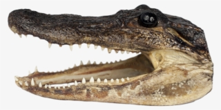 Med Gator Head - American Crocodile