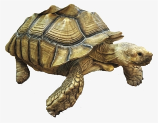 Welcome To The Alligator Attraction - Galápagos Tortoise