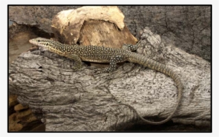 Varanus Auffenbergi From Roti Island Off The Coast - Varanus Auffenbergi