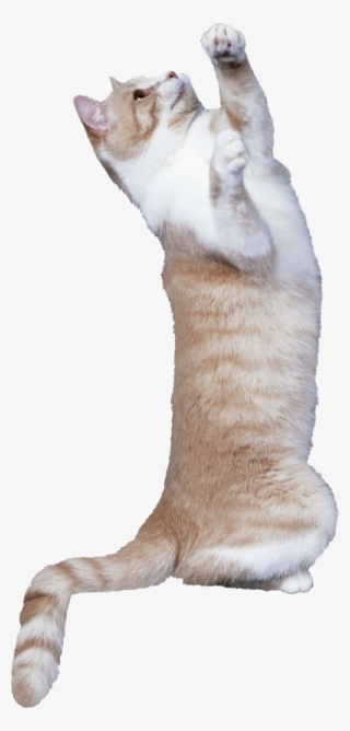 Cat Png, Download Png Image With Transparent Background, - Cat