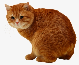 Cat Png, Download Png Image With Transparent Background, - Cat
