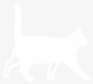 Hot Cat - Domestic Short-haired Cat