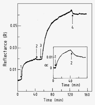 Rrreeeteee Peptide Binding To Polylysine Immobilized - Diagram