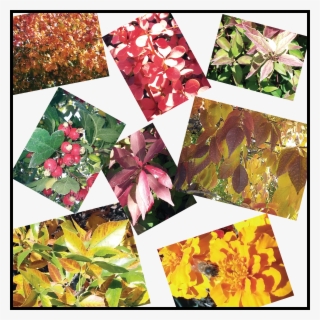 Fall - Collage
