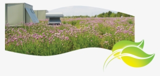 Ever Since The Creation Of Atmosphere In 1998, The - Grass