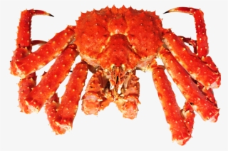 King Crab - Live Kingcrab