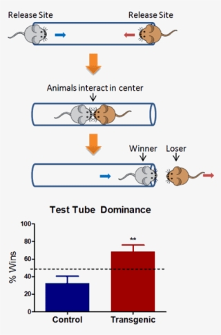 Tube Dominance Test - Dominance Test Mice