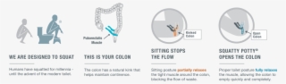Squatty Potty Be Kind Transparent Background - Squat Toilet